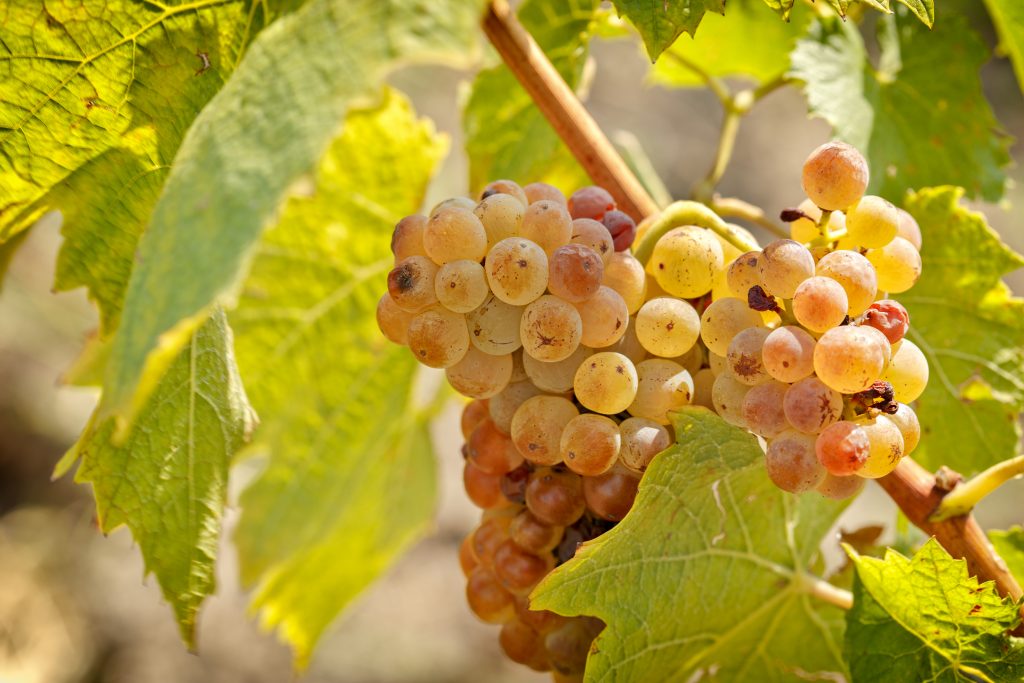 Riesling Traube