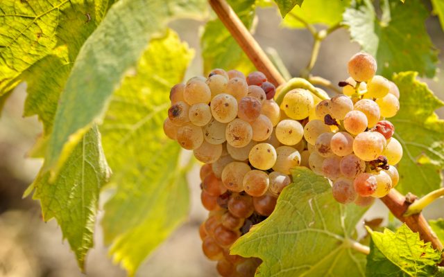 Riesling Traube
